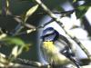Mésange bleue sortant du bain